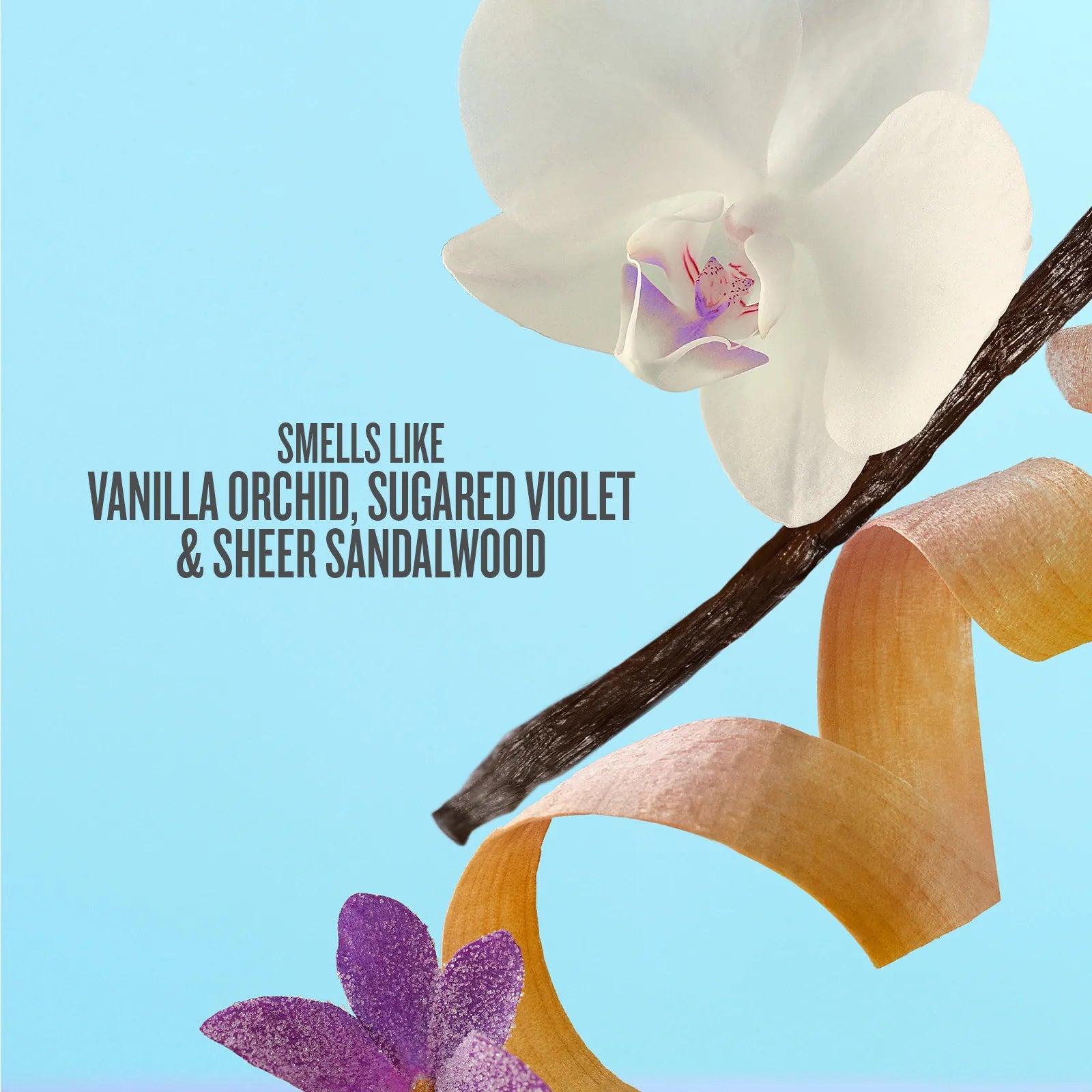 smells like vanilla orchid, sugared violet and sheer sandalwood